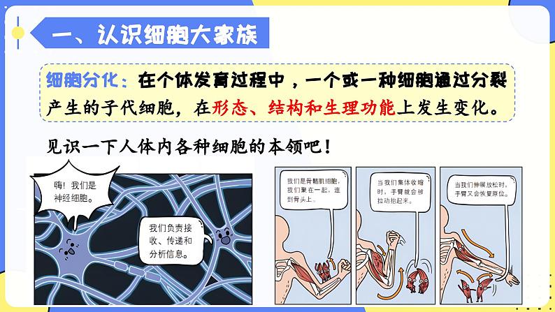 人教版生物七年级上册1.3.2《动物体的结构层次》教学课件第3页