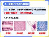 人教版生物七年级上册1.3.2《动物体的结构层次》教学课件