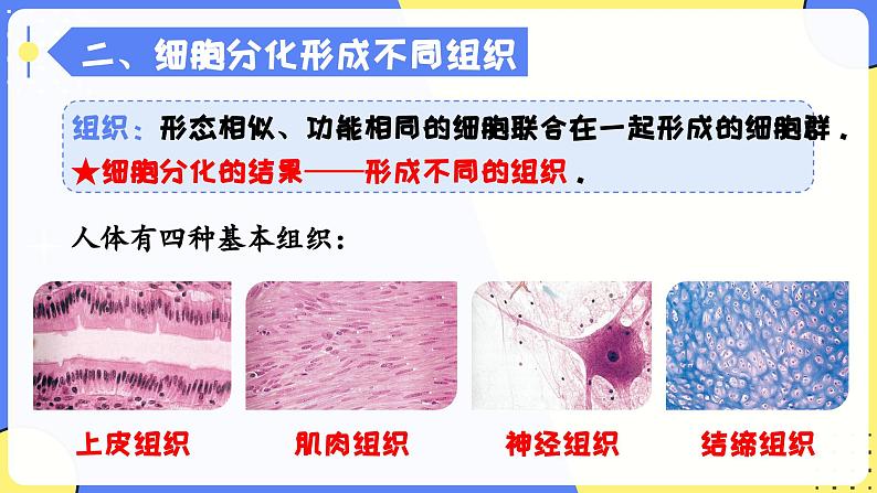 人教版生物七年级上册1.3.2《动物体的结构层次》教学课件第5页