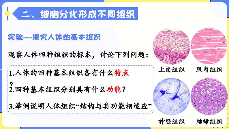 人教版生物七年级上册1.3.2《动物体的结构层次》教学课件第6页