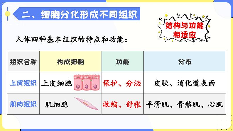 人教版生物七年级上册1.3.2《动物体的结构层次》教学课件第8页