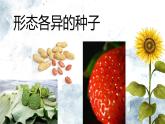 人教版生物七年级上册2.1.2《种子植物》（第一课时）课件