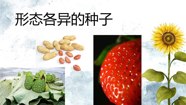 人教版生物七年级上册2.1.2《种子植物》（第一课时）课件第4页