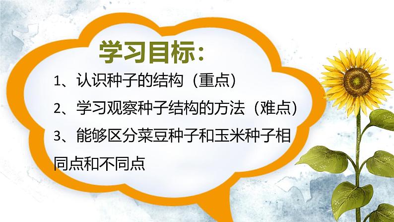 人教版生物七年级上册2.1.2《种子植物》（第一课时）课件第5页