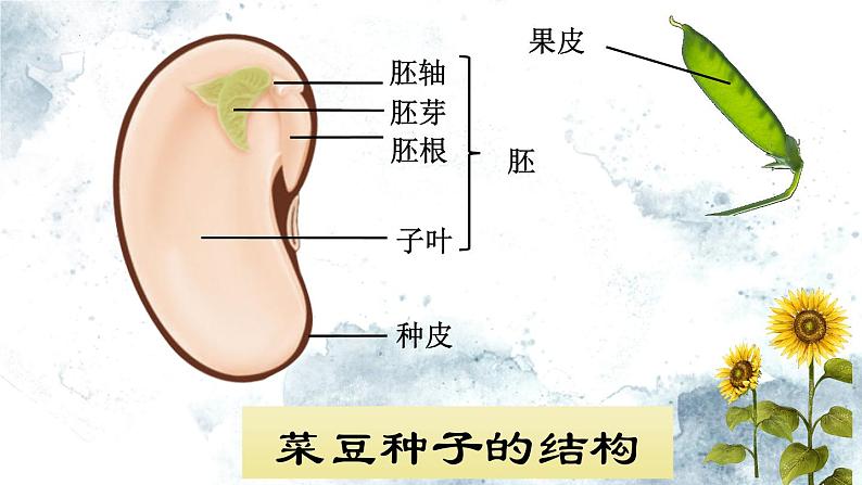 人教版生物七年级上册2.1.2《种子植物》（第一课时）课件第7页