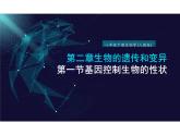 基因控制生物的性状课件人教版初中生物八年级下册