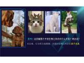 基因控制生物的性状课件人教版初中生物八年级下册