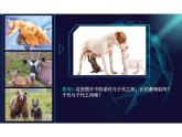 基因控制生物的性状课件人教版初中生物八年级下册