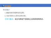 第七单元 鸟的生殖和发育课件初中生物人教版八年级下册
