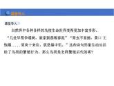 第七单元 鸟的生殖和发育课件初中生物人教版八年级下册