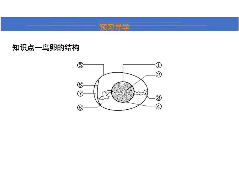 第七单元 鸟的生殖和发育课件初中生物人教版八年级下册05