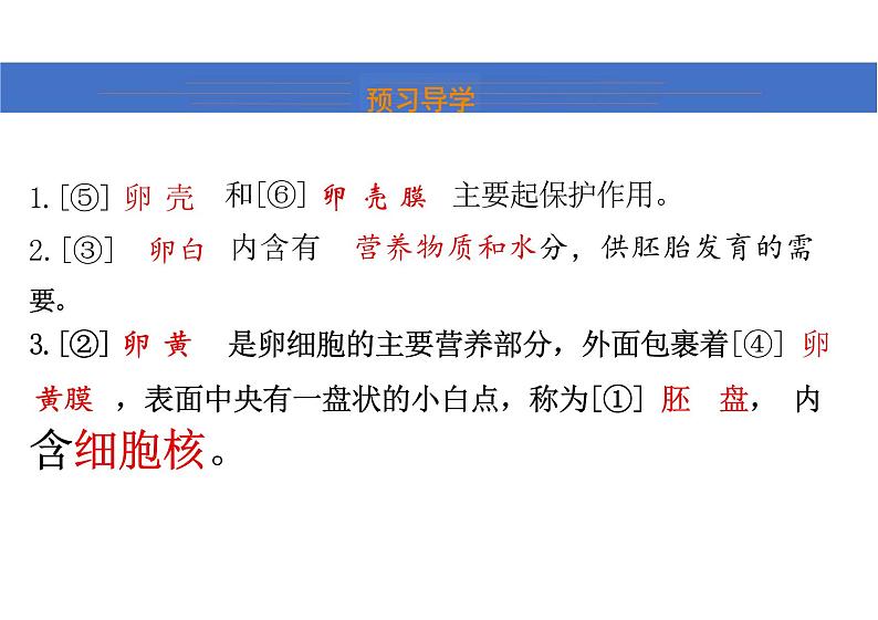 第七单元 鸟的生殖和发育课件初中生物人教版八年级下册06