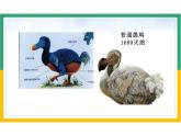 初中生物人教版八年级上册《6.3保护生物的多样性》课件