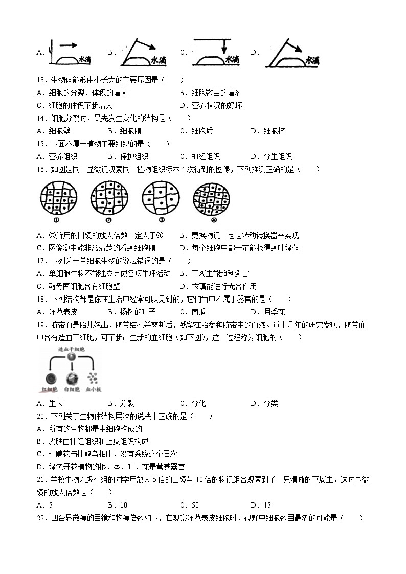 山东省青岛市城阳区青岛培文学校2024--2025学年七年级上学期10月月考生物试题(无答案)第2页