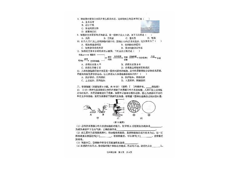 辽宁省大连市瓦房店市2024-2025学年七年级上学期10月份练习生物试卷02