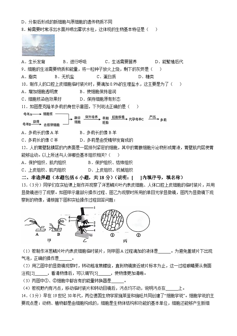 辽宁省大连市瓦房店市2024-2025学年七年级上学期10月份练习生物试卷02