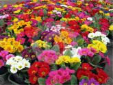 人教版七年级生物《开花和结果》课件PPT