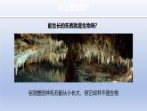 1.1.2 生物的特征 教学课件--2024-2025学年人教版（2024）生物七年级上册