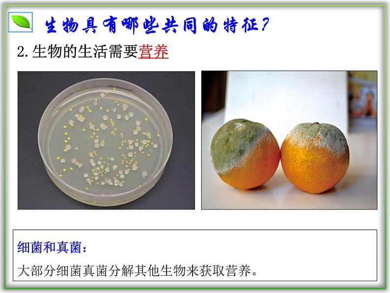 1.1.2 生物的特征课件--2024-2025学年人教版（2024）生物七年级上册第7页