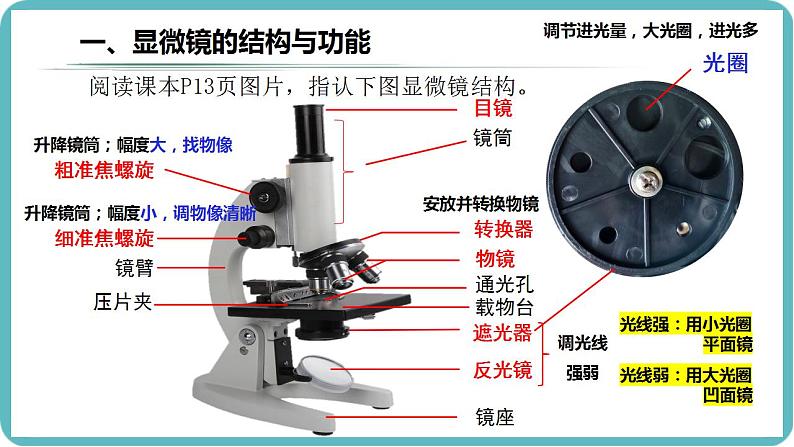 1.2.1 学习使用显微镜课件--2024-2025学年人教版（2024）生物七年级上册第4页