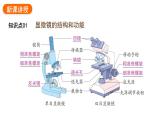 1.2.1学习使用显微镜课件---2024-2025学年人教版（2024）生物七年级上册