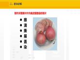 1.2.2  植物细胞   课件---2024-2025学年人教版（2024）生物七年级上册