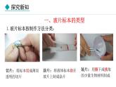 1.2.2  植物细胞课件---2024-2025学年人教版（2024）生物七年级上册