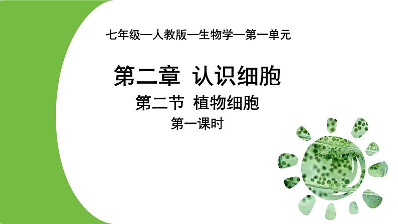 1.2.2  植物细胞（第一课时）课件---2024-2025学年人教版（2024）生物七年级上册01