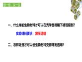 1.2.2  植物细胞（第一课时）课件---2024-2025学年人教版（2024）生物七年级上册