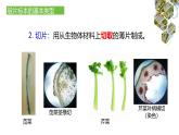 1.2.2  植物细胞（第一课时）课件---2024-2025学年人教版（2024）生物七年级上册