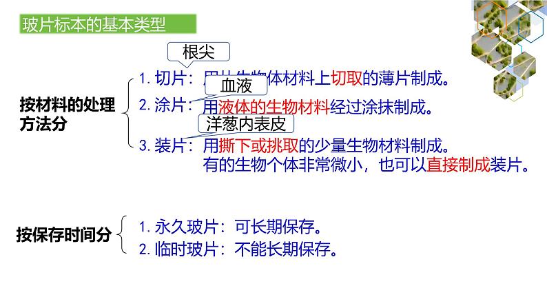 1.2.2  植物细胞（第一课时）课件---2024-2025学年人教版（2024）生物七年级上册07