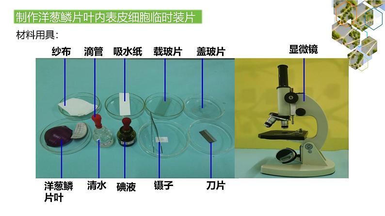 1.2.2  植物细胞（第一课时）课件---2024-2025学年人教版（2024）生物七年级上册08