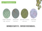 1.2.2  植物细胞（第二课时）课件---2024-2025学年人教版（2024）生物七年级上册