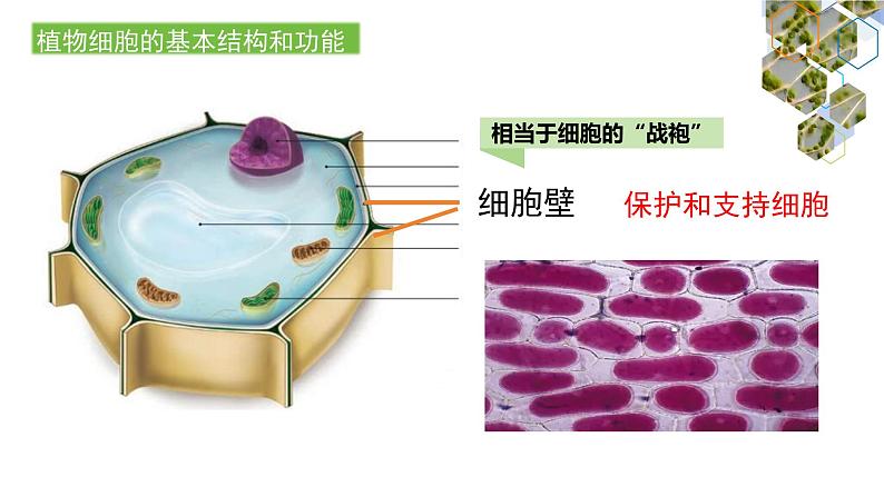 1.2.2  植物细胞（第二课时）课件---2024-2025学年人教版（2024）生物七年级上册第3页