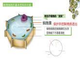 1.2.2  植物细胞（第二课时）课件---2024-2025学年人教版（2024）生物七年级上册