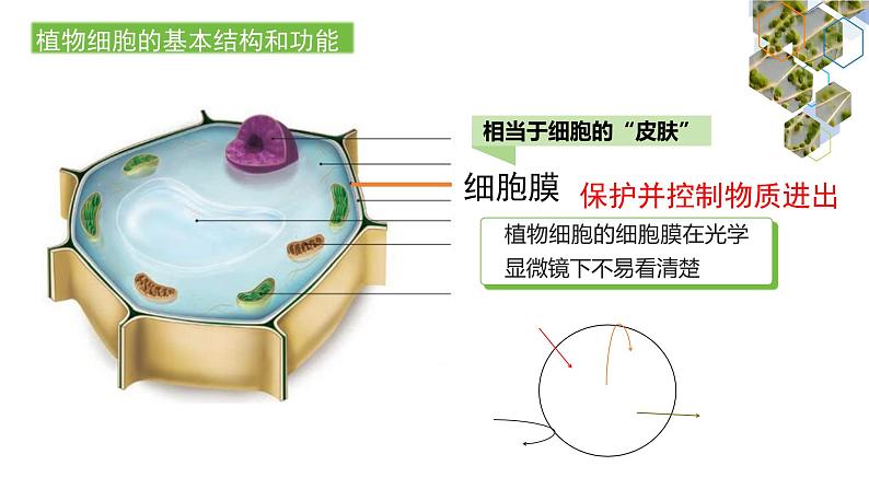 1.2.2  植物细胞（第二课时）课件---2024-2025学年人教版（2024）生物七年级上册第4页