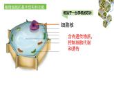 1.2.2  植物细胞（第二课时）课件---2024-2025学年人教版（2024）生物七年级上册