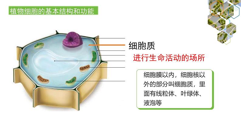 1.2.2  植物细胞（第二课时）课件---2024-2025学年人教版（2024）生物七年级上册第6页