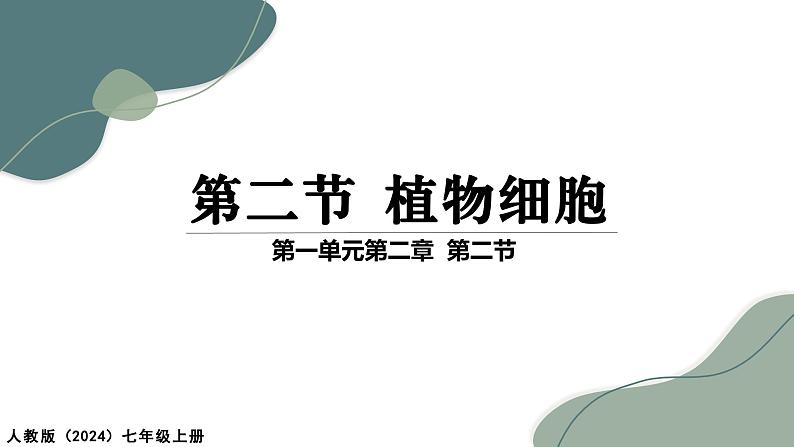 1.2.2 植物细胞 课件  2024-2025学年人教版（2024）生物七年级上册第1页