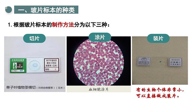 1.2.2 植物细胞 课件  2024-2025学年人教版（2024）生物七年级上册第5页