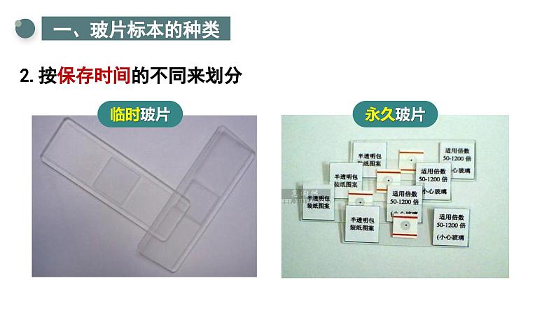 1.2.2 植物细胞 课件  2024-2025学年人教版（2024）生物七年级上册第6页