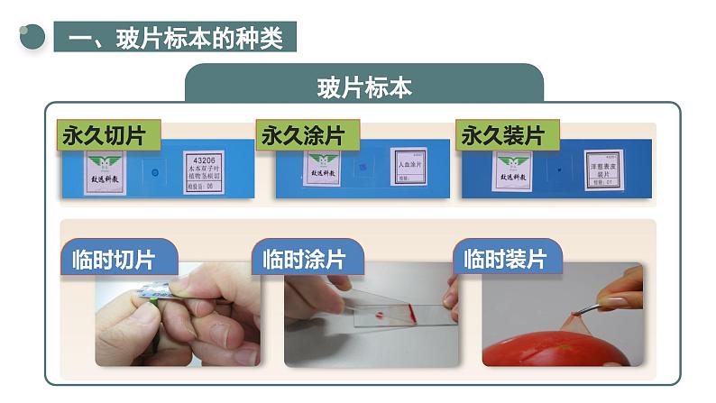 1.2.2 植物细胞 课件  2024-2025学年人教版（2024）生物七年级上册第7页