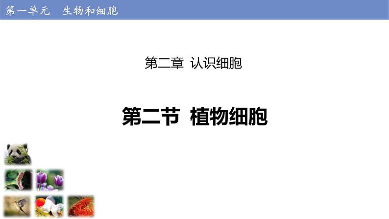 1.2.2 植物细胞 课件---2024-2025学年人教版（2024）生物七年级上册第1页