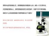 1.2.2 植物细胞 课件---2024-2025学年人教版（2024）生物七年级上册