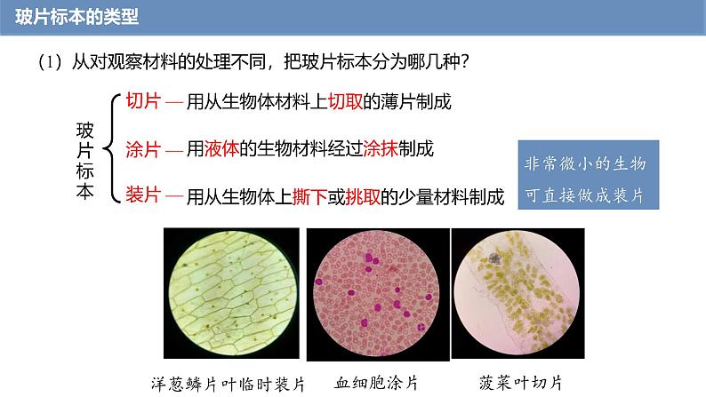 1.2.2 植物细胞 课件---2024-2025学年人教版（2024）生物七年级上册第5页