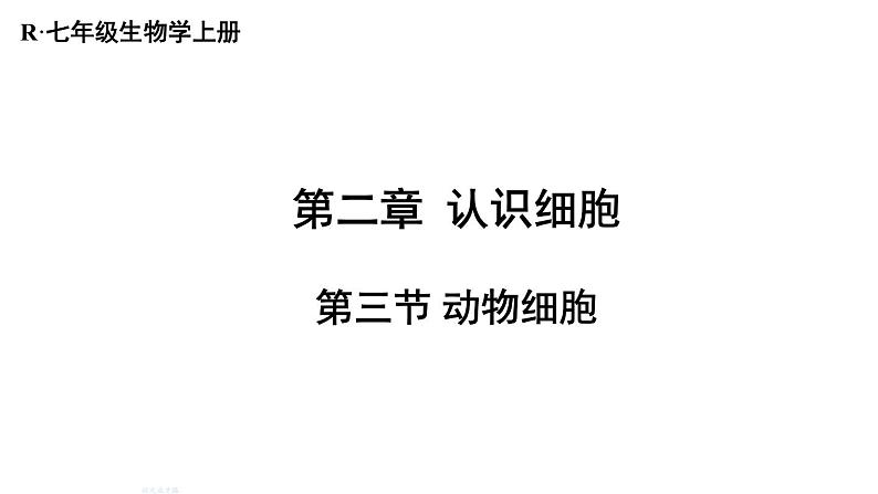 1.2.3 动物细胞课件 --2024-2025学年人教版（2024）生物七年级上册01