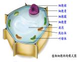 1.2.3 动物细胞课件 --2024-2025学年人教版（2024）生物七年级上册