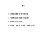 1.2.4 细胞的生活 课件 -2024-2025学年人教版（2024）生物七年级上册