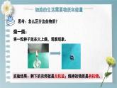 1.2.4 细胞的生活 课件---2024-2025学年人教版（2024）生物七年级上册