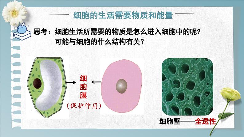 1.2.4 细胞的生活 课件---2024-2025学年人教版（2024）生物七年级上册08